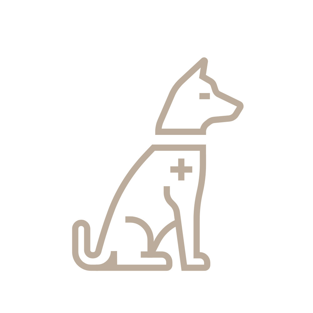 chien âgé malade blessé