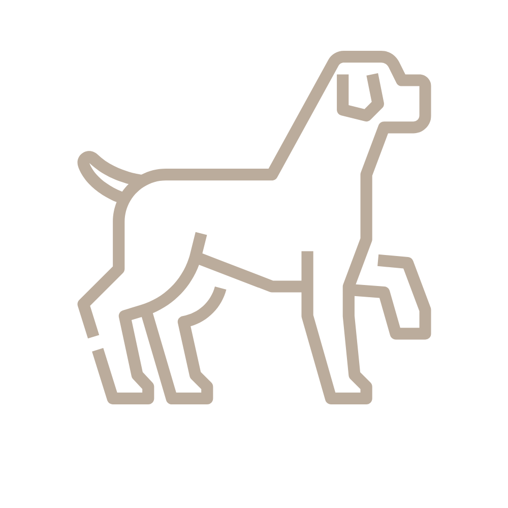 boutique des chiens